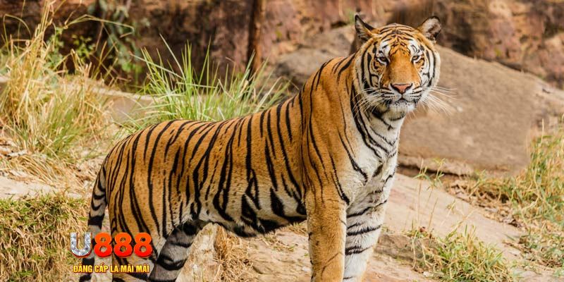 game nổ hủ máy bay